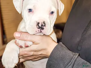 Mixed Breed dogs Snow White - Ad 9