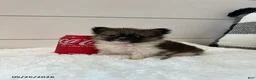 Pomeranian dogs for sale: Rocky Xtra Small - Ad 3