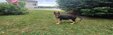 German Shepherd 1