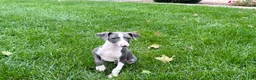 Italian Greyhound dogs for sale: Connor  - Ad 10