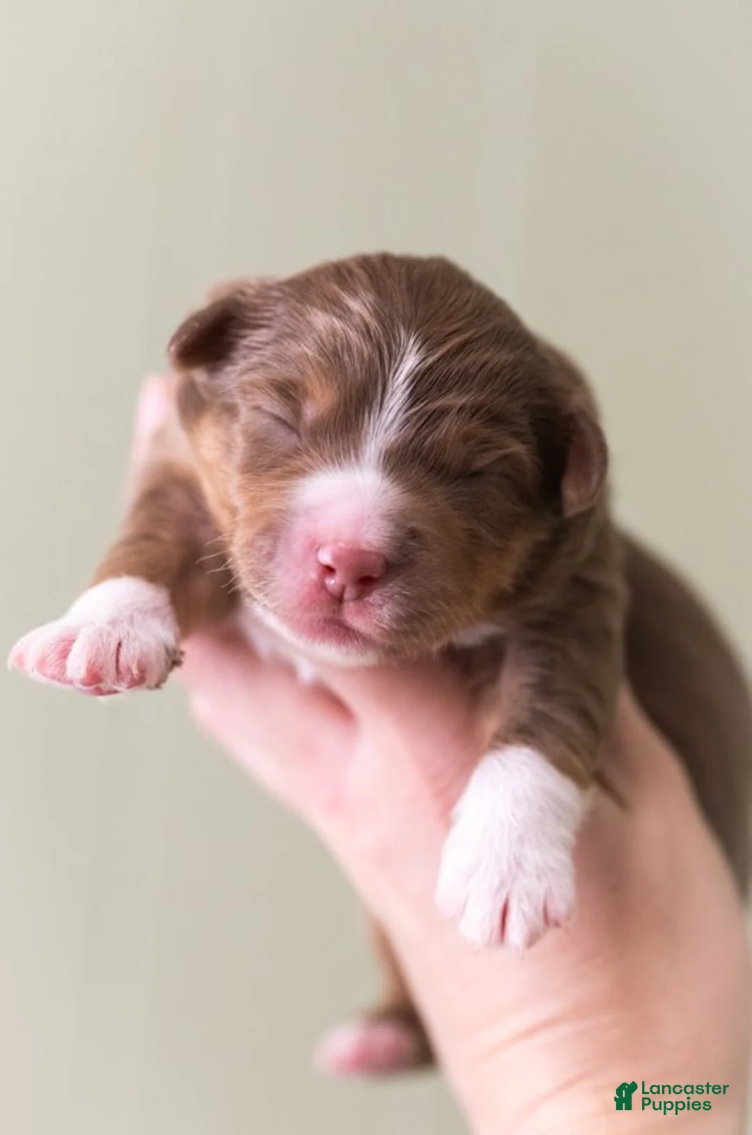 Miniature Australian Shepherd dogs for sale: Mama Odie - Ad 4