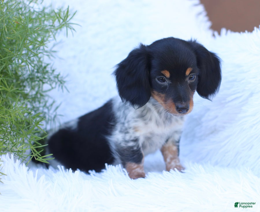 Miniature Dachshund dogs Sebastian - Ad 2