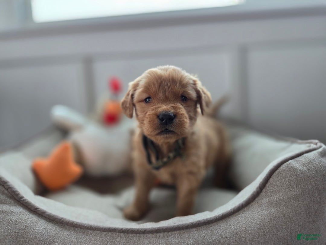 Golden Retriever dogs for sale: Stetson - AKC - Ad 2