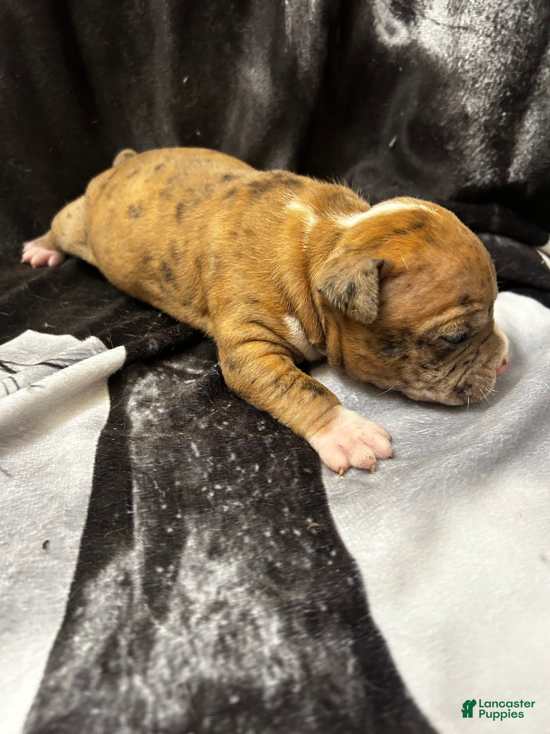 American Bully dogs for sale: American Bully Puppy 4 - Ad 7