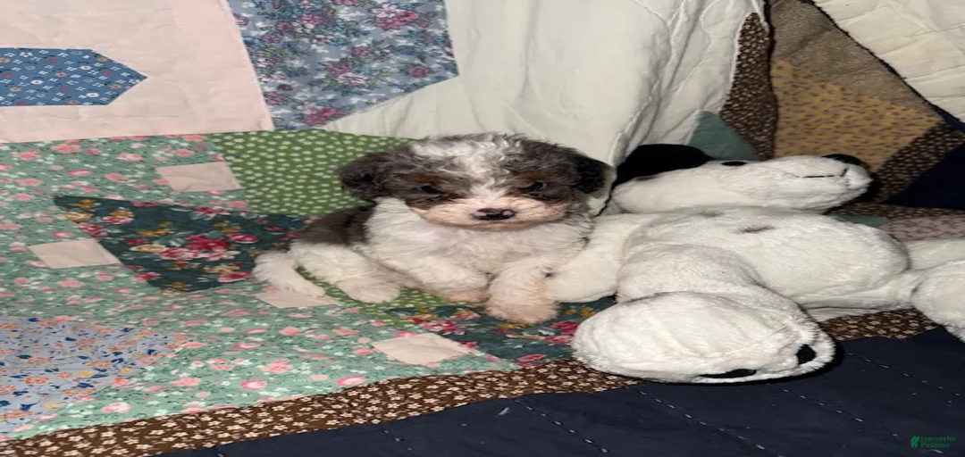 Gallery Image {{count}}