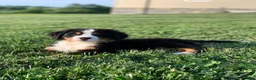 Bernese Mountain Dog dogs for sale: North - Ad 9
