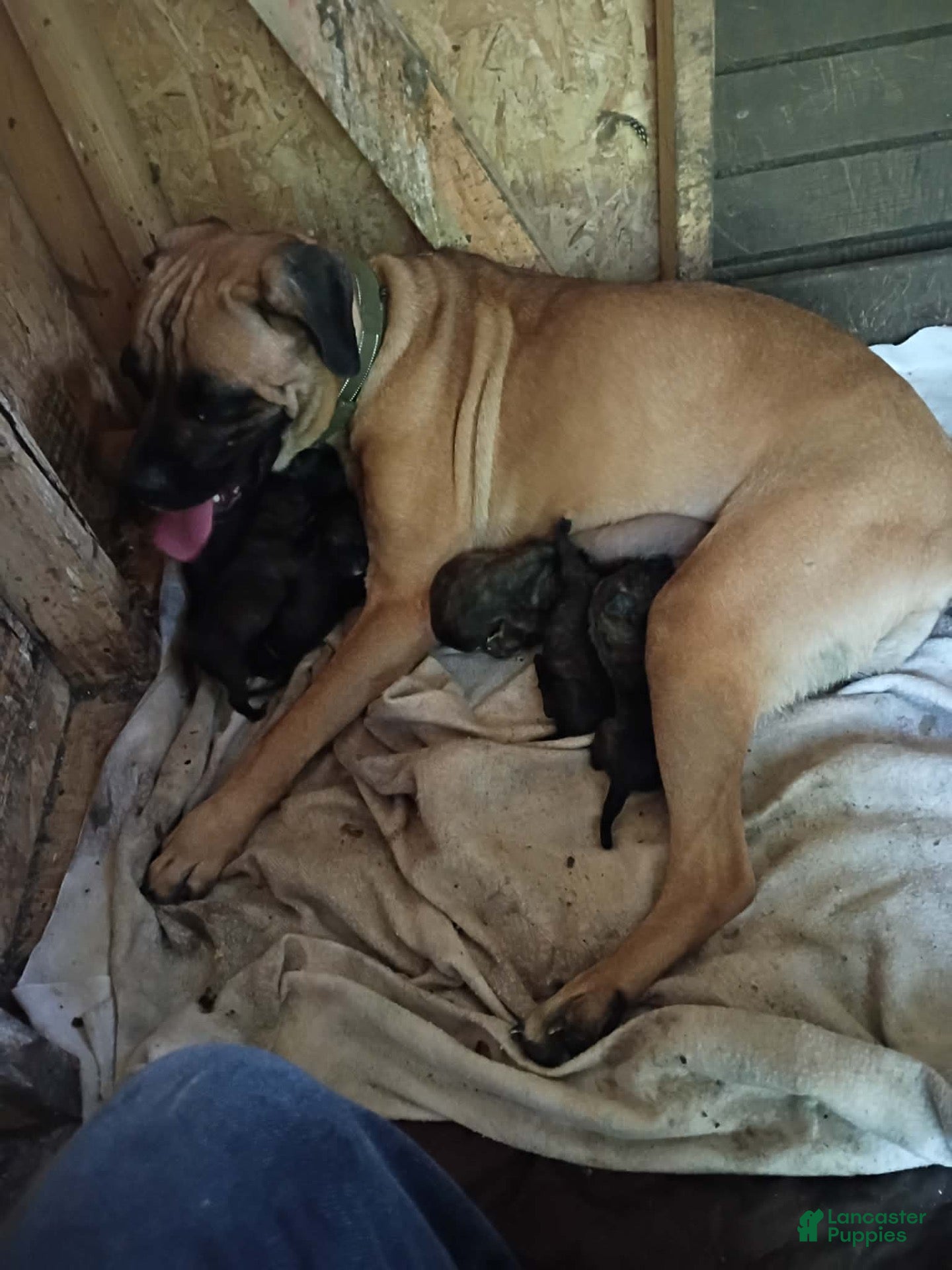 Cane Corso dogs Cane Corso 2 - Ad 11