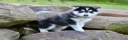 Pomsky dogs for sale: Buster - Ad 2