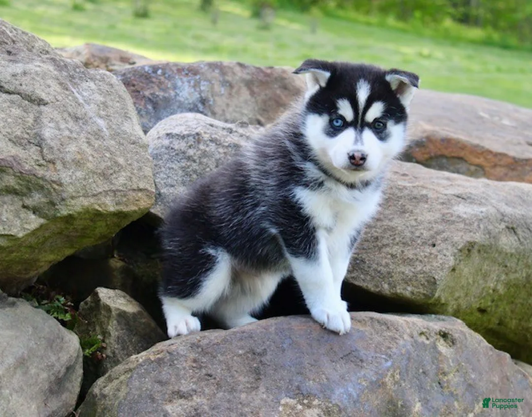 Pomsky dogs for sale: Buster - Ad 2