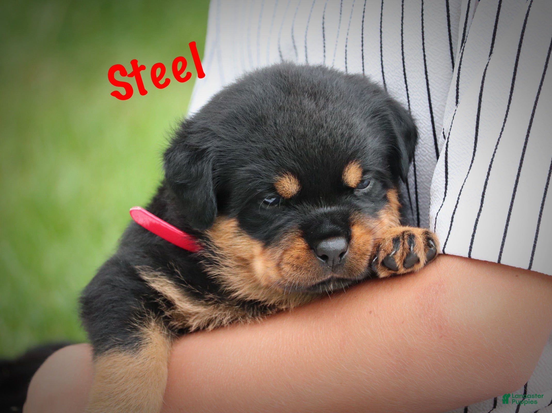 Rottweiler dogs Steel w a Long Tail  - Ad 2