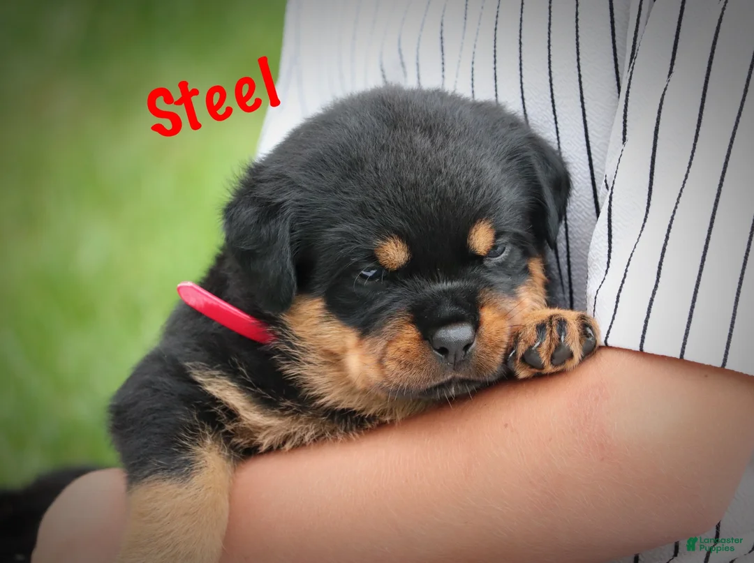 Rottweiler dogs for sale: Steel w a Long Tail  - Ad 2