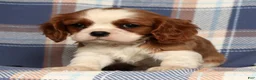 Cavalier King Charles Spaniel dogs for sale: Cori - Ad 5