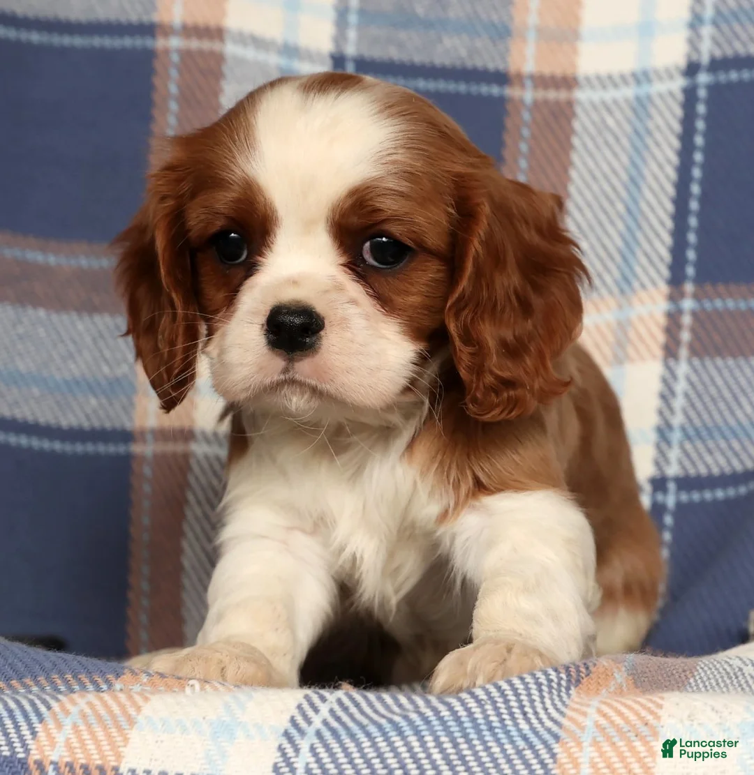 Cavalier King Charles Spaniel dogs for sale: Cori - Ad 5