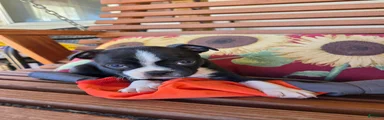 Jet
