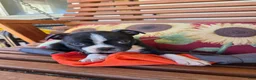 Boston Terrier dogs for sale: Jet - Ad 1