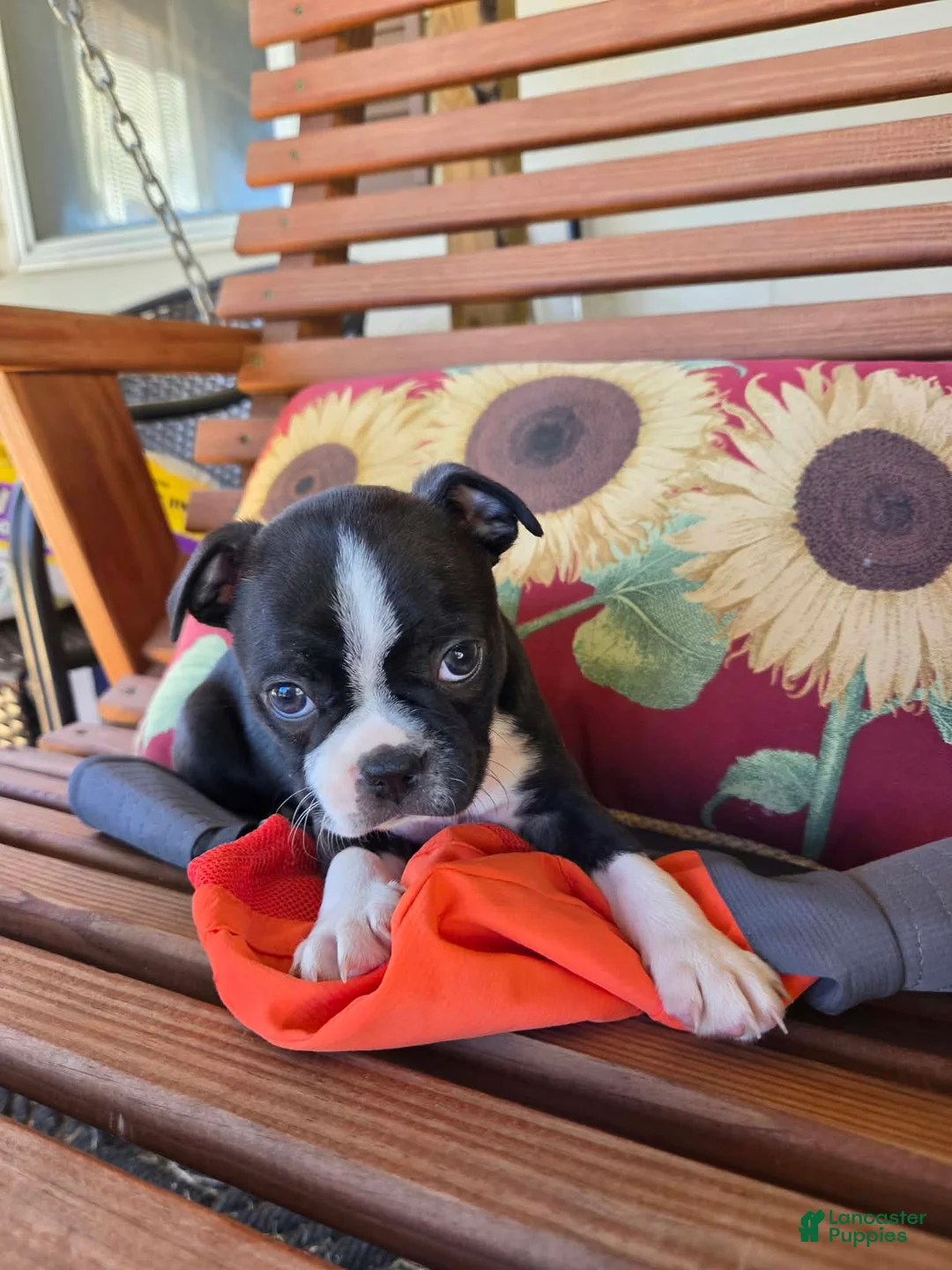 Boston Terrier dogs for sale: Jet - Ad 1
