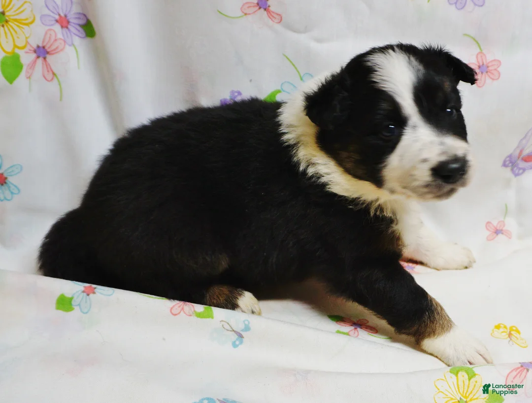 Border Collie dogs for sale: LEA - Ad 2