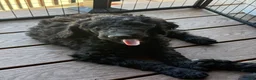 Standard Poodle dogs for sale: Jesse - Ad 5