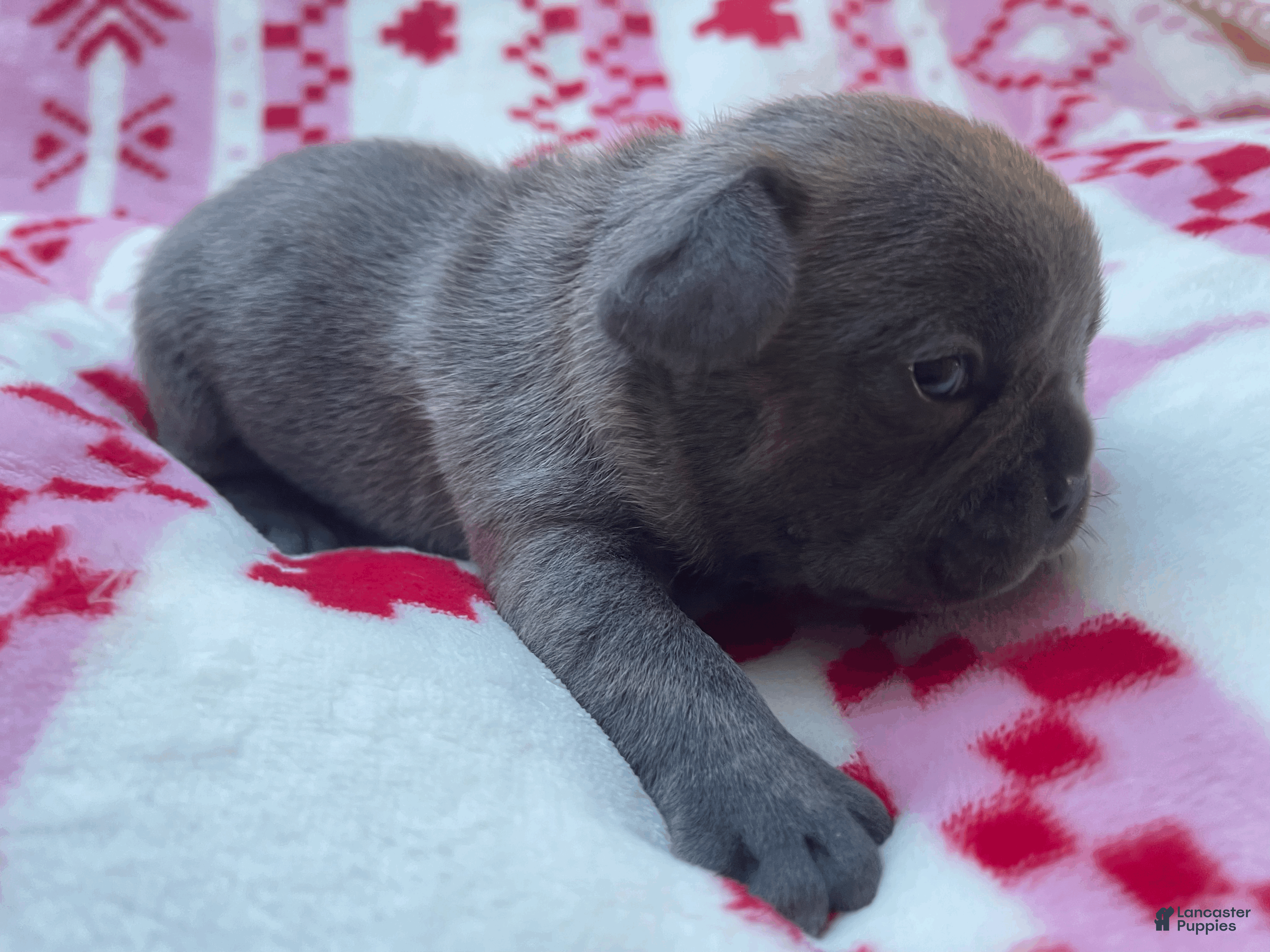 French Bulldog dogs Pepe - Ad 7