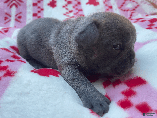 French Bulldog dogs Pepe - Ad 8