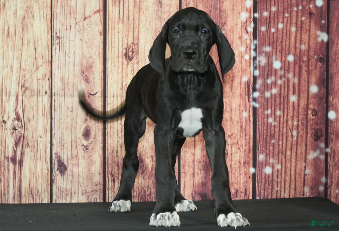 Great Dane dogs for sale: Valerie - Ad 1