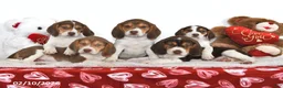 Beagle dogs for sale: Cooper - Ad 3