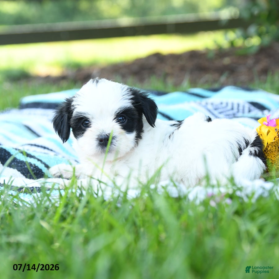 Mixed Breed dogs Minnie - Ad 2