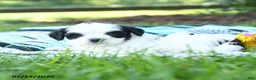 Mixed Breed dogs for sale: Minnie - Ad 2