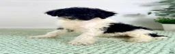 Bernedoodle dogs for sale: Wednesday - Ad 3