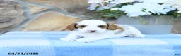 Cavapoo dogs for sale: Marigold - Ad 13