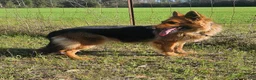 German Shepherd dogs for sale: German Shepherd 2 - Ad 2