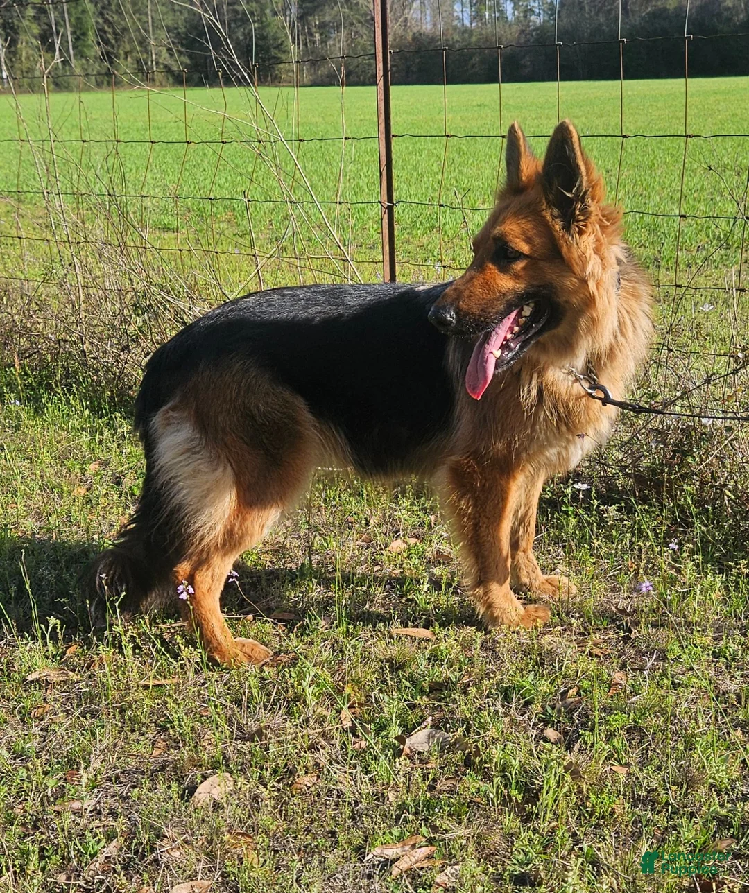 German Shepherd dogs for sale: German Shepherd 2 - Ad 2
