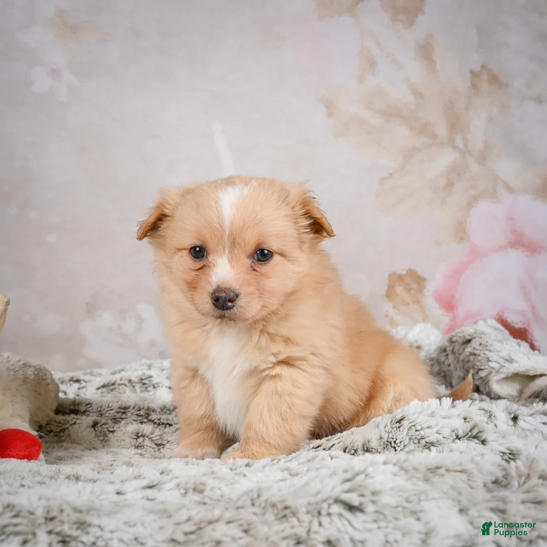 Chihuahua dogs for sale: Hugo - Ad 8