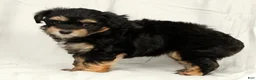 Yorkiepoo dogs for sale: Lacey - Ad 5