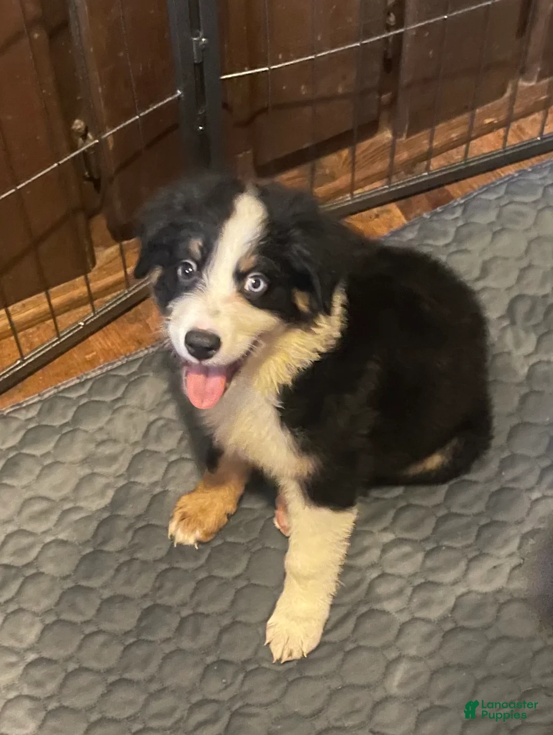 Mixed Breed dogs for sale: Deogee - Ad 1