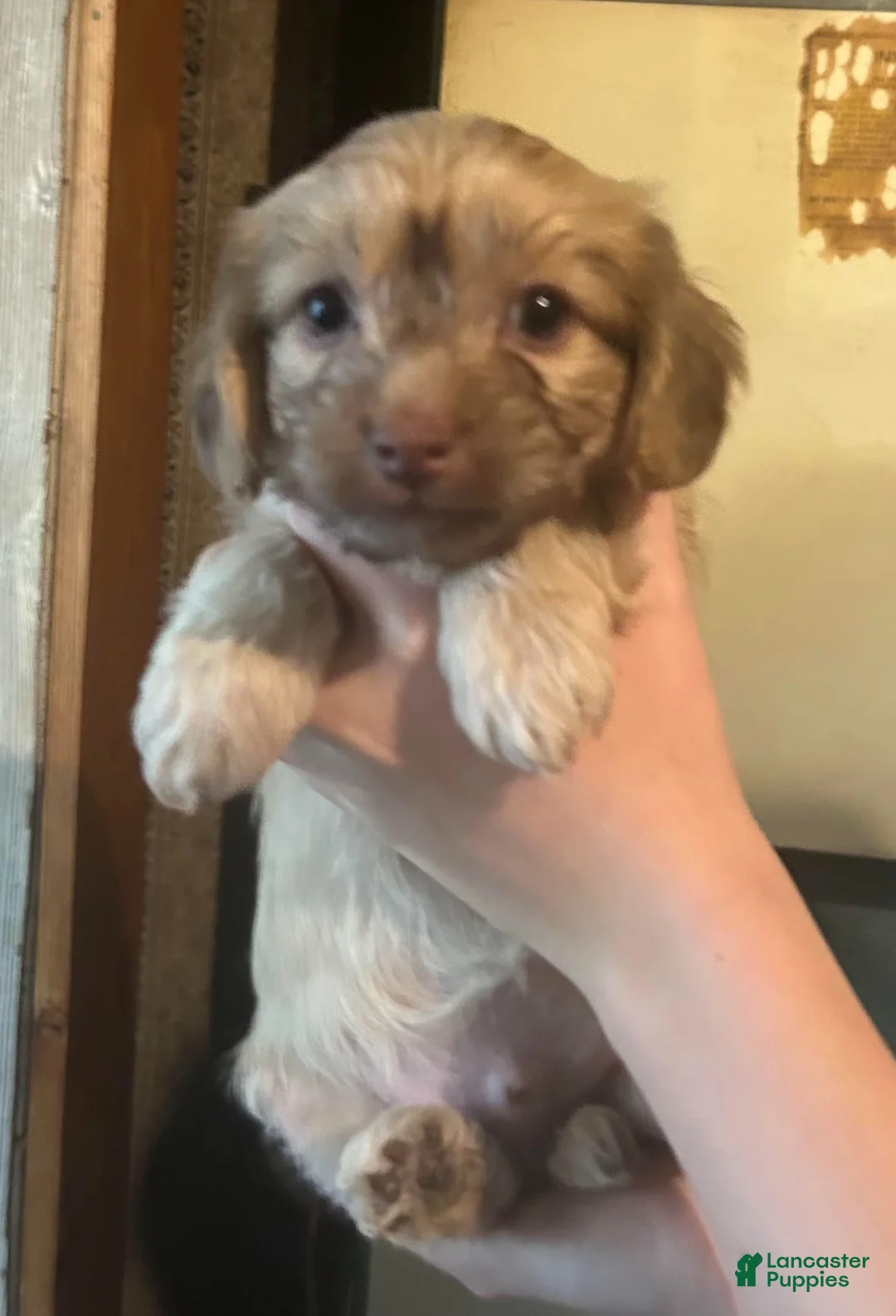 Yorkiepoo dogs for sale: Yorkiepoo 1 - Ad 2
