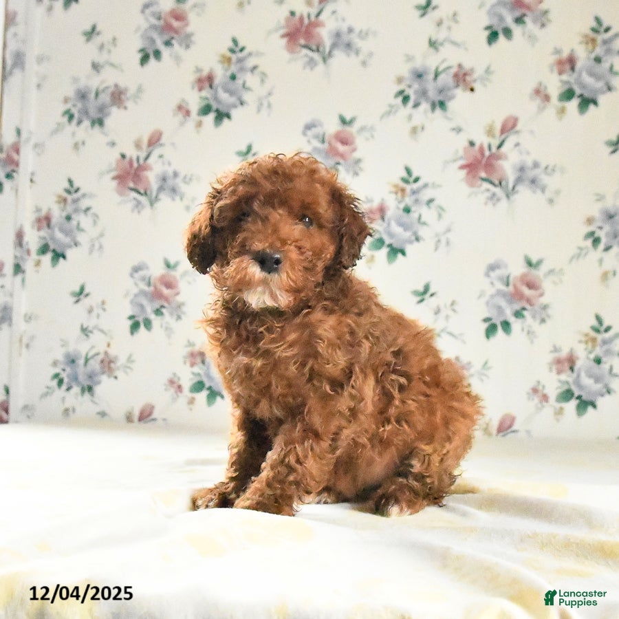 Miniature Poodle dogs Jolly - Ad 32