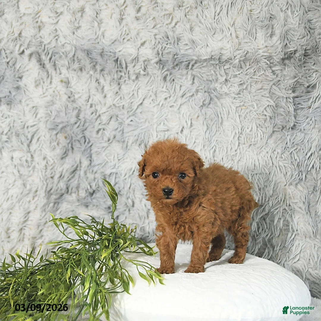 Toy Poodle dogs for sale: Cody - Ad 5