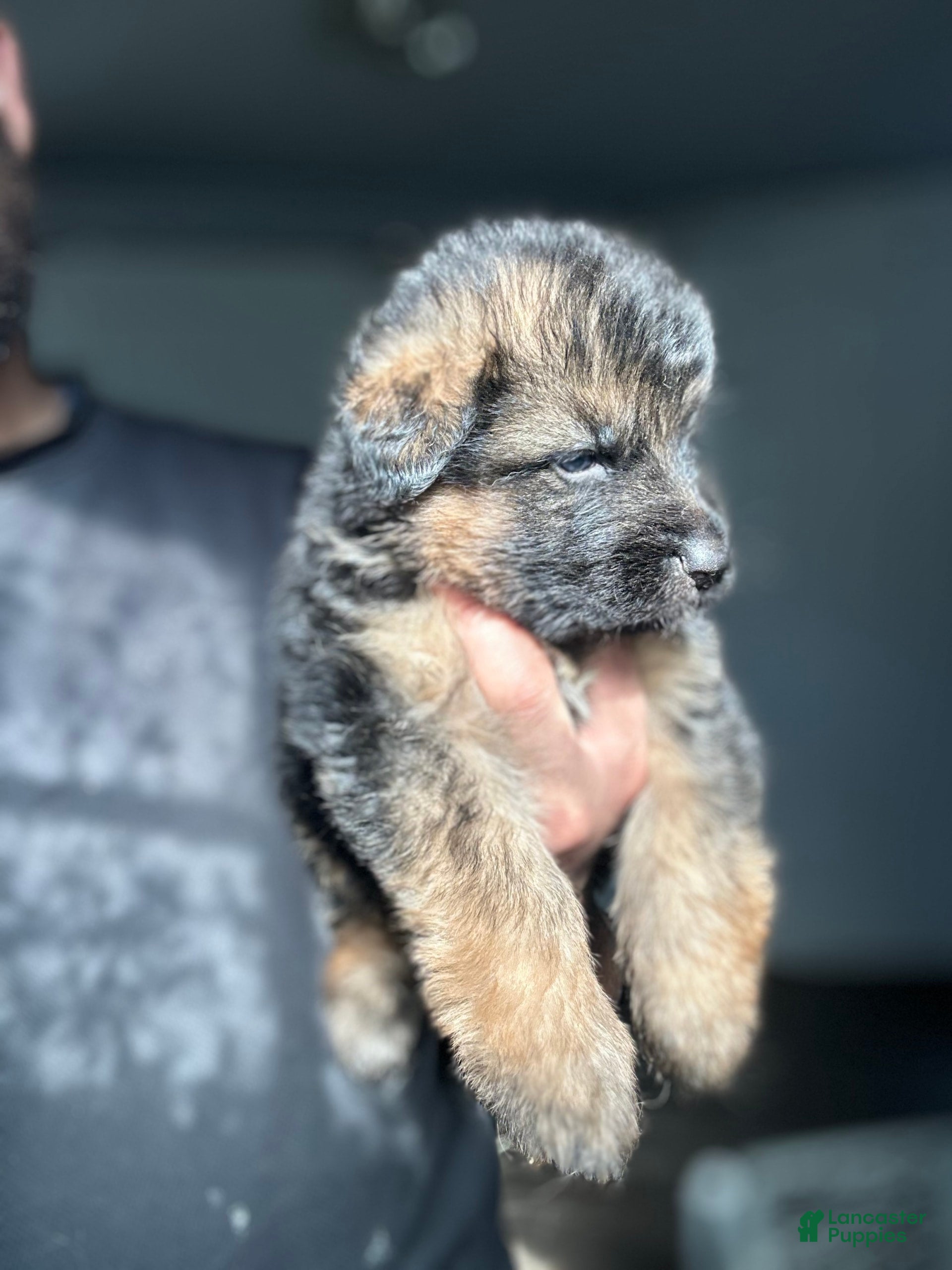 German Shepherd dogs Mango - Ad 10