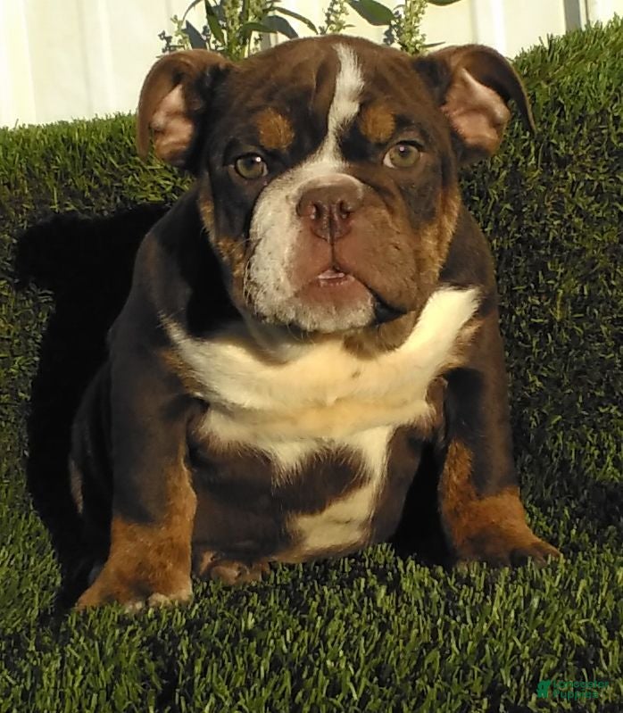 English Bulldog dogs Kathy - Ad 1