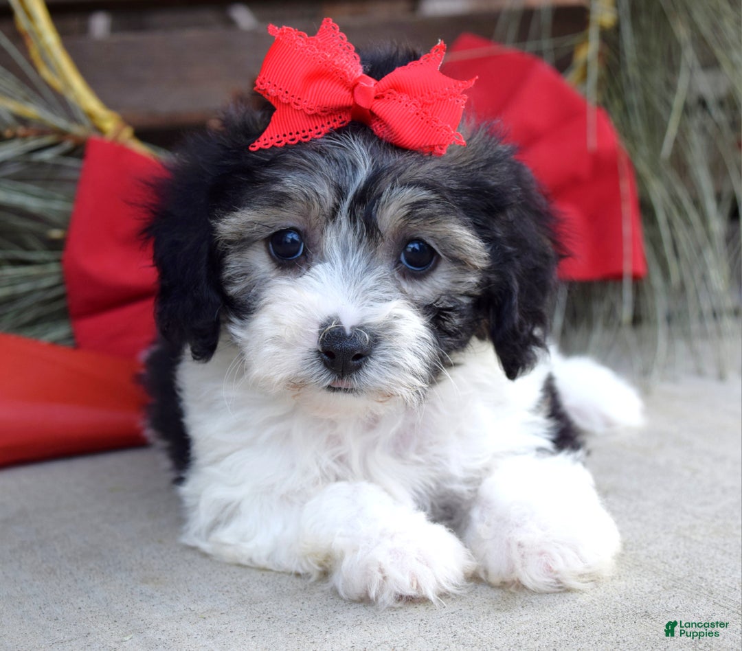 Bichpoo dogs for sale: Stella - Ad 12