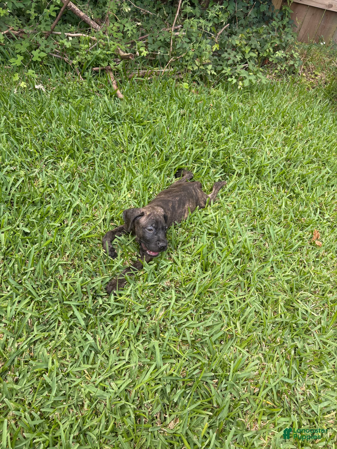Cane Corso dogs for sale: Cane Corso Puppy 4 - Ad 2
