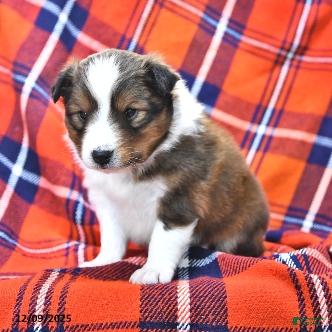 Shetland Sheepdog dogs for sale: Candy Cane - Ad 5
