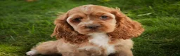 Cocker Spaniel dogs for sale: Alexa Cocker Spaniel  - Ad 8