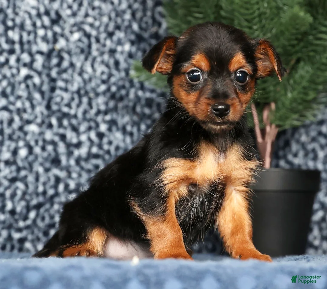 Yorkshire Terrier dogs for sale: Kenny - Ad 3