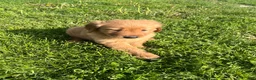 Golden Retriever dogs for sale: Mikey - Ad 2