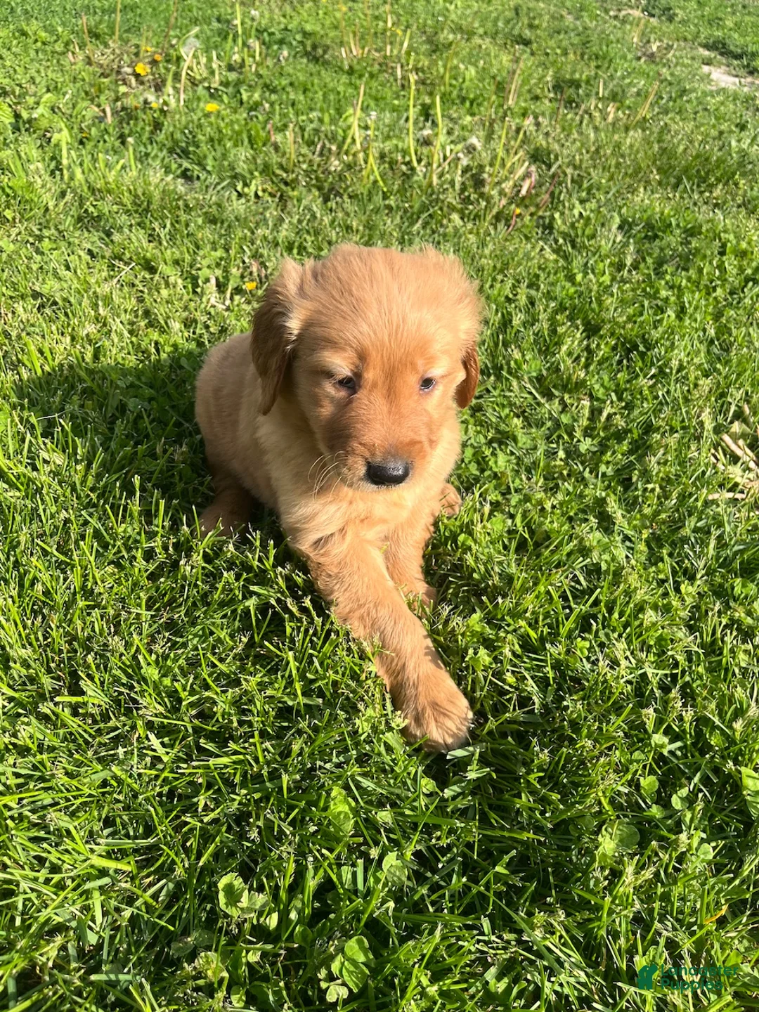 Golden Retriever dogs for sale: Mikey - Ad 2