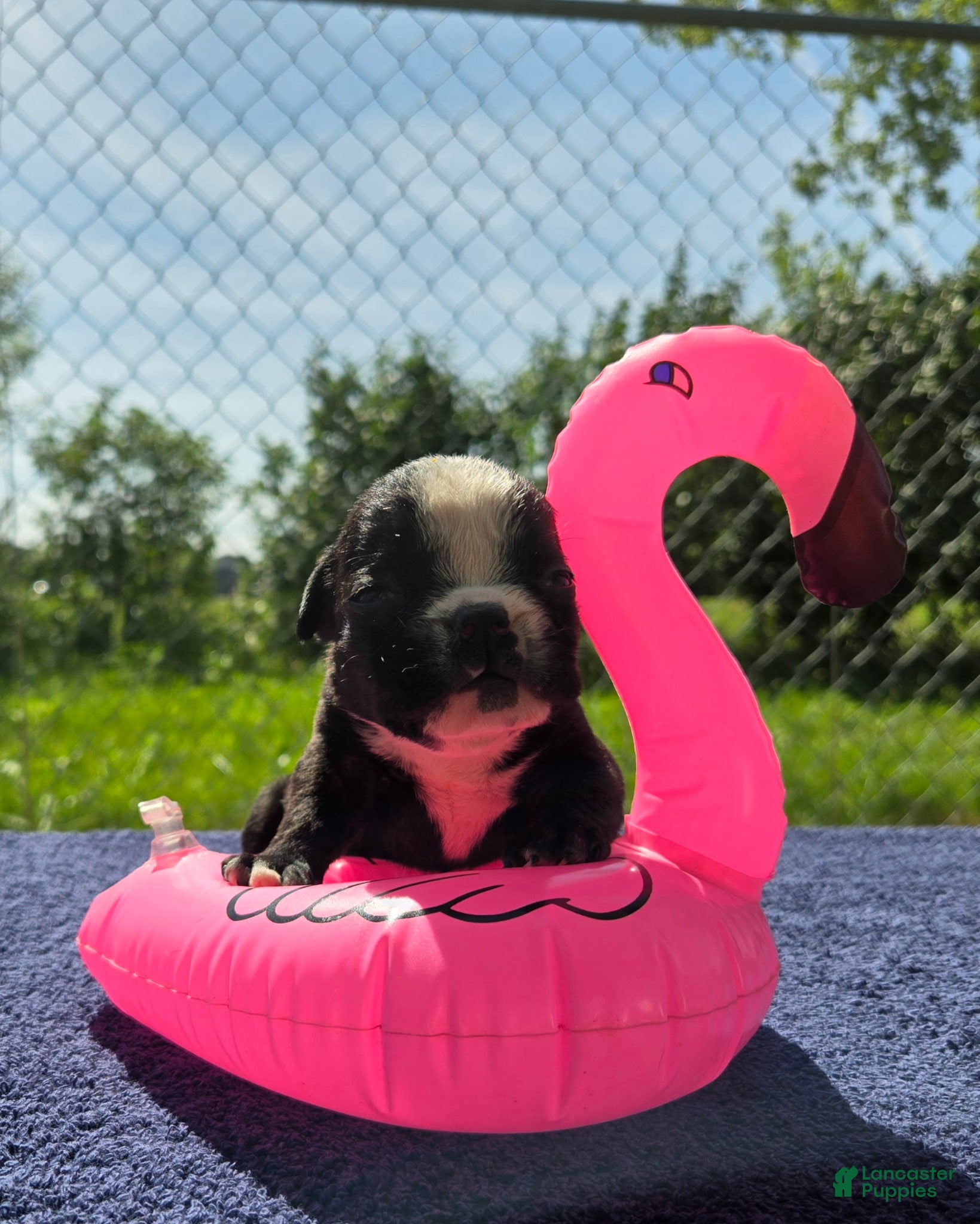 Olde English Bulldogge dogs Jessie - Ad 1