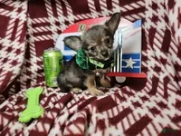 Chihuahua dogs Goober LH small M - Ad 6