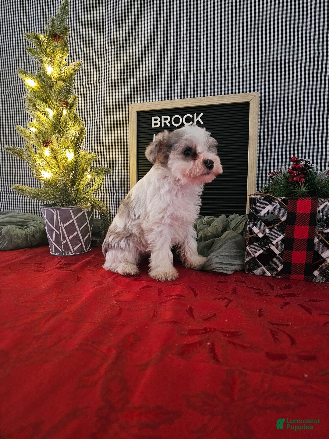 Miniature Schnauzer dogs for sale: Brock - Ad 6